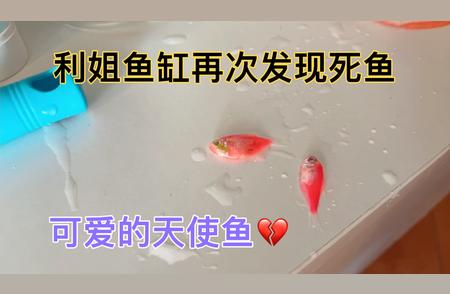 利姐的鱼池危机：死鱼频发，真的活不过一个月吗？