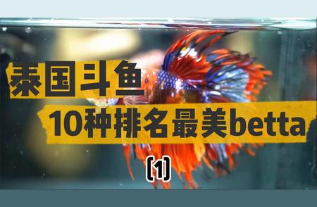 揭秘泰国斗鱼之美：你绝对没见过的TOP10排行榜！