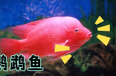 揭秘鹦鹉鱼：神秘海洋生物的色彩斑斓之旅