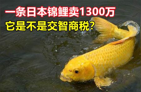 揭秘！中国常见锦鲤何以在日本卖出天价？