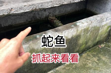 揭秘蛇鱼一年不喂食的生存秘密