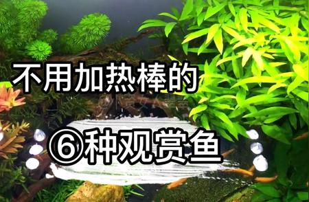 10种无需加热棒也能存活的观赏鱼推荐