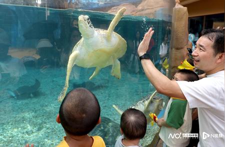 广州海洋馆全新升级：探索超过300种海洋生物！探访海龟亲近人的惊喜瞬间！