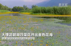 大理茈碧湖：荇菜花开金色盛宴