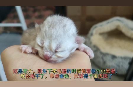 四个小奶猫介绍及命名大赏