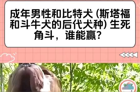 比特犬生死斗：谁将胜出？网友热议揭秘！