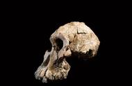 380万年前头骨化石的发现：可能改变人类进化史
