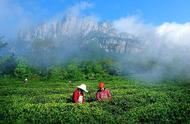 高山之上，好茶自生：庐山云雾茶的骄傲