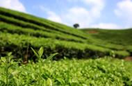 中国茶叶大全：揭秘全国茶的种类与冷知识