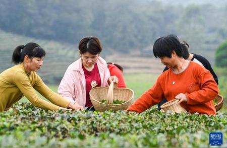 雨水节气：春茶的采摘与制作