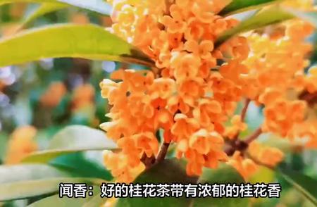 专家揭秘：四个技巧辨别桂花茶品质