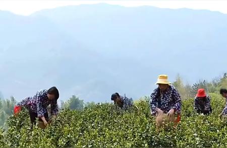 舒城小兰花：清明节的茶园清香