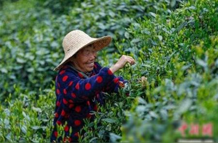 安徽黄山迎来太平猴魁茶叶丰收季