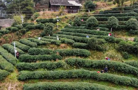 都匀毛尖茶：大数据驱动产业飞跃