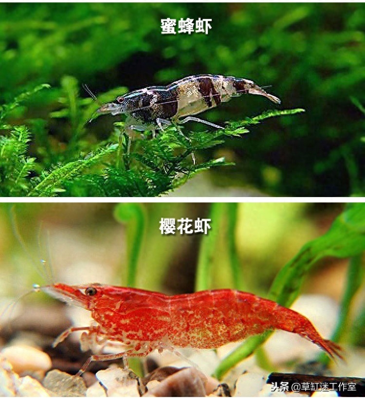 草缸常见观赏虾