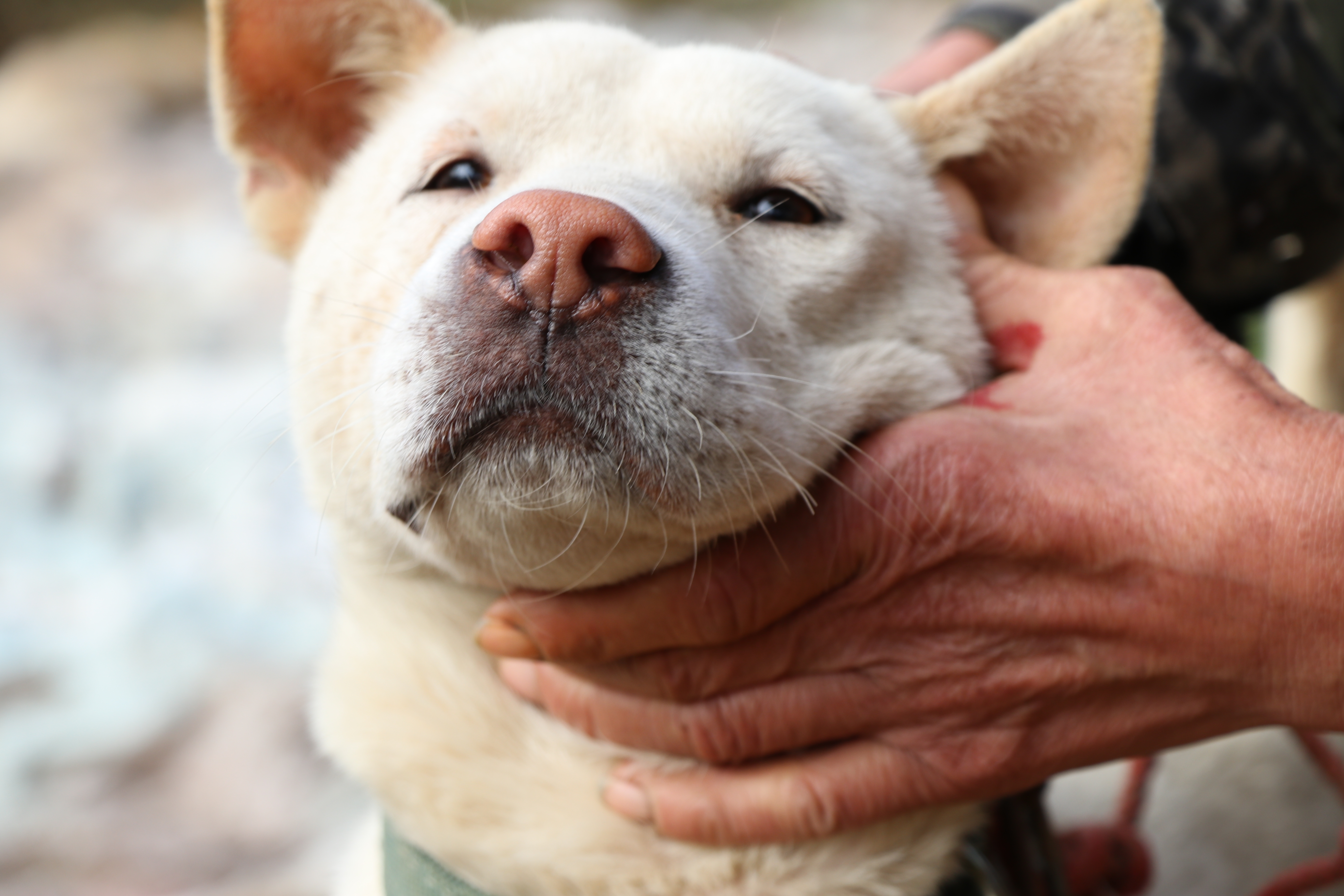 土猎中华田园犬专辑：可打猎，可看家护院，忠诚爱主