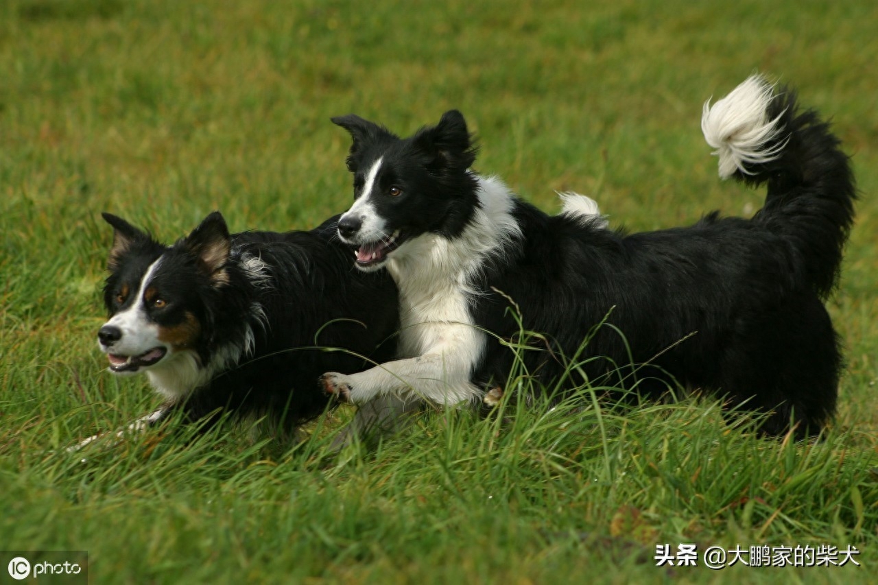 狗狗届的IQ大佬，边境牧羊犬