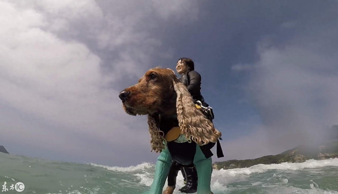 会冲浪的英国可卡犬在日本海浪引起围观