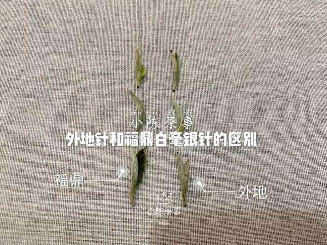 图文解读，五大角度，教你分辨外省白毫银针和福鼎白毫银针区别！