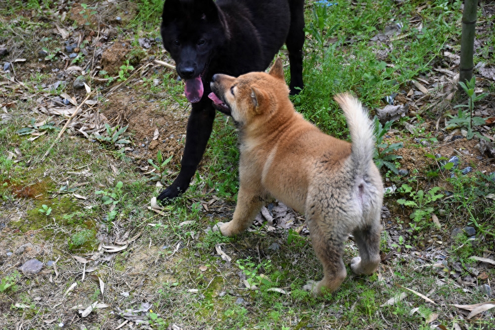 中华田园犬摄影｜一对田园好基友，形影不离，举止神同步