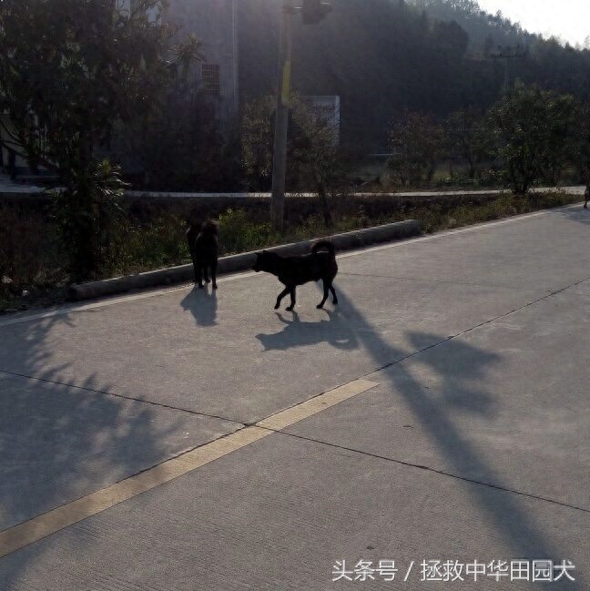 进城赶集，一路上的纯正中华田园犬，大饱眼福