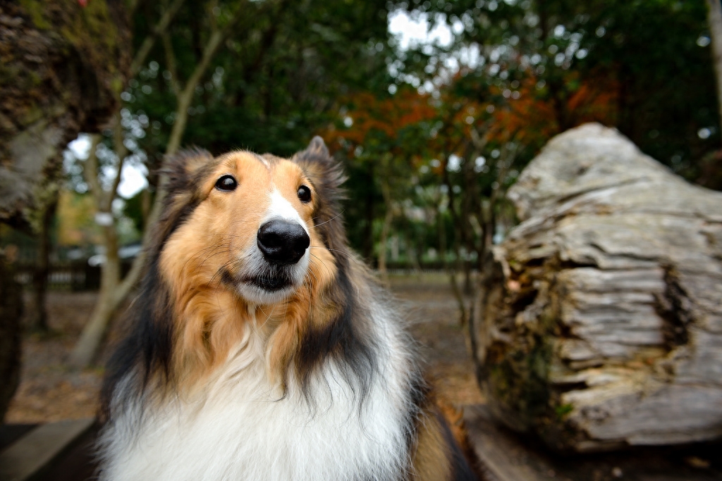 瑞典牧羊犬：狼犬和柯基犬的私生子，十足的男神风范