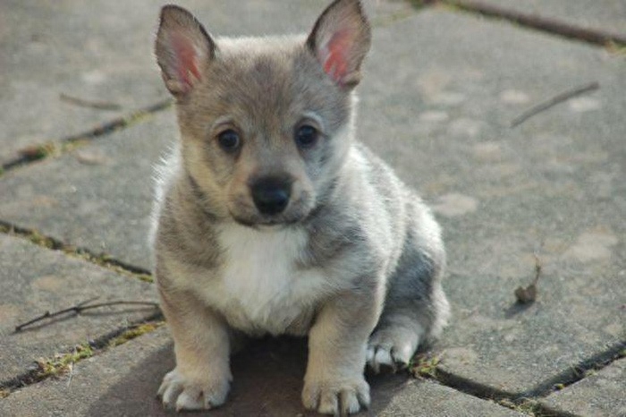 瑞典牧羊犬：狼犬和柯基犬的私生子，十足的男神风范