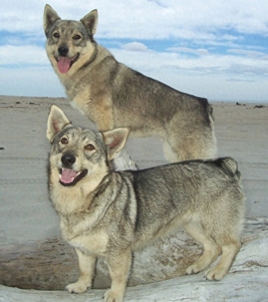 瑞典牧羊犬：狼犬和柯基犬的私生子，十足的男神风范