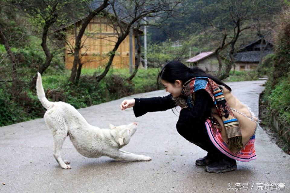 中国4大土生狗，任何一种陪着你闯荒野，遇险都可以保命