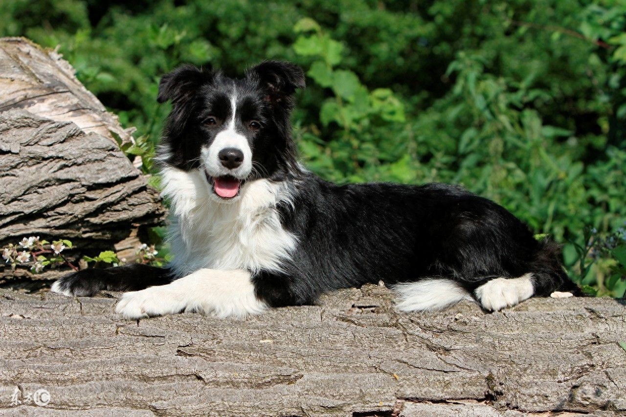 边境牧羊犬，传说犬类中智商最高的，尴尬期那么丑，尤其是第五张