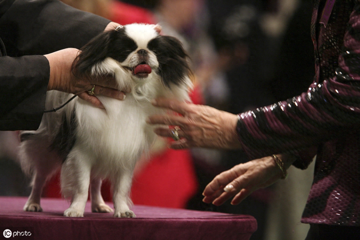 以前日本的贵族犬，超像北京犬的日本狆，究竟是什么来历？