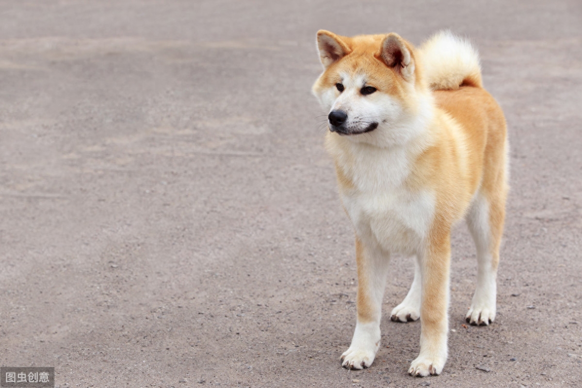 忠犬八公原型，秋田犬虽然忠诚，但这种狗狗并不容易养