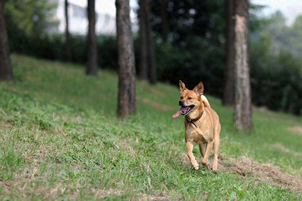 动物图集：中华田园犬