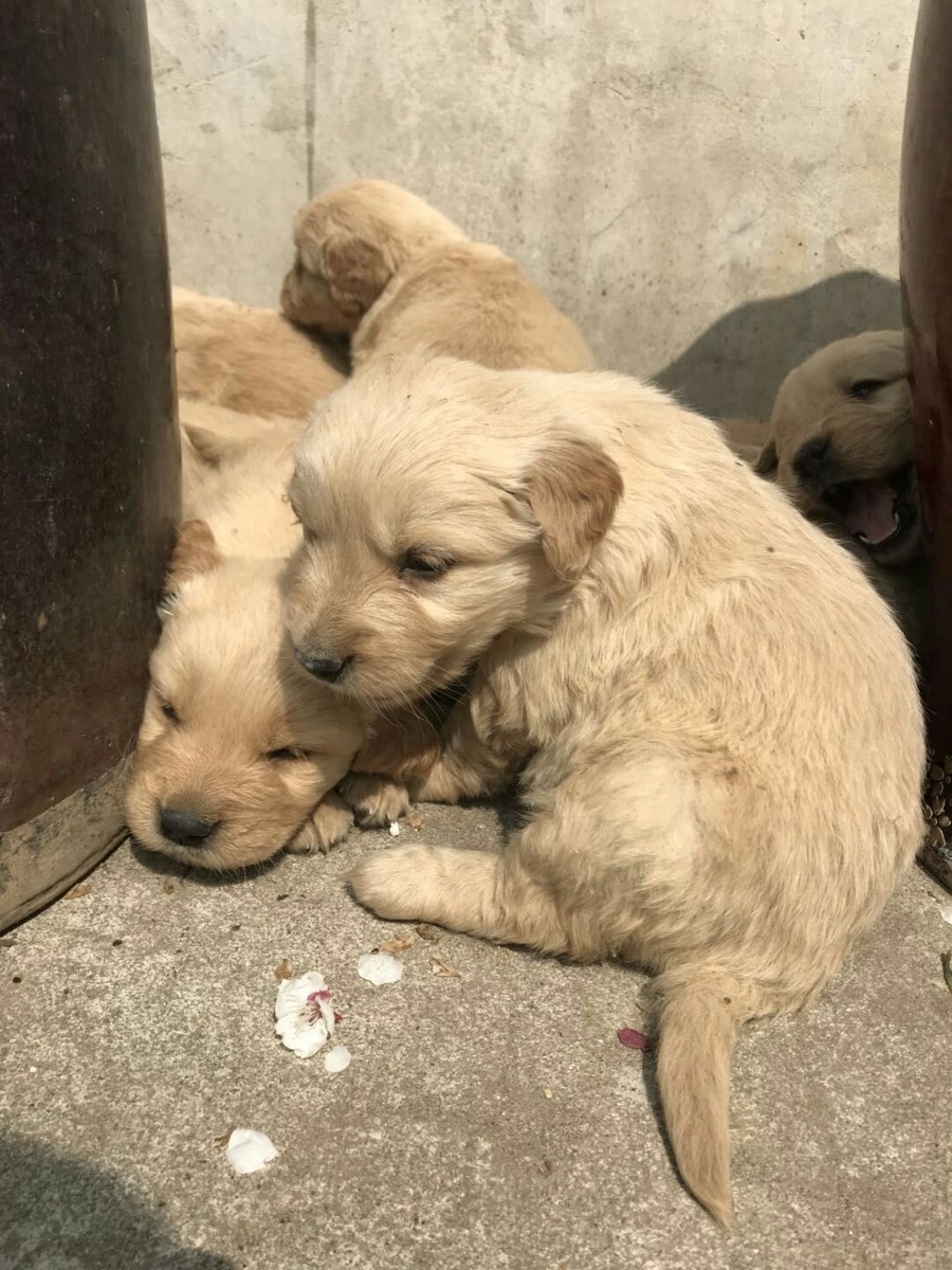 图虫人文摄影：小金毛