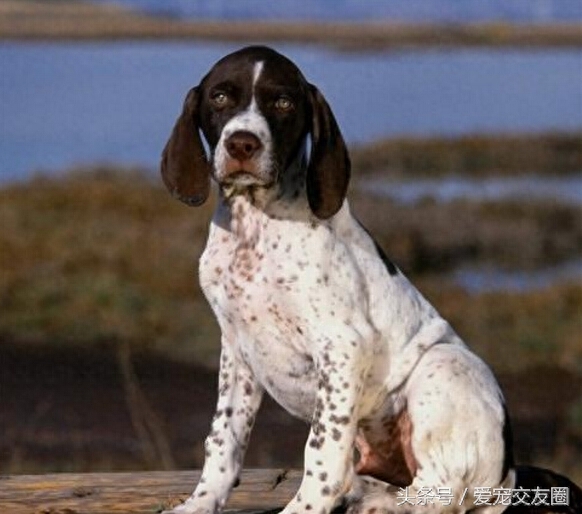 世界名犬，猎鸟犬中最古老的犬种，波音达猎犬