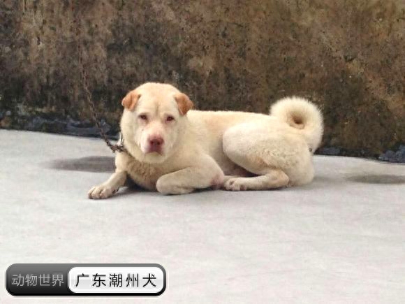 中国亟待拯救的本土犬种