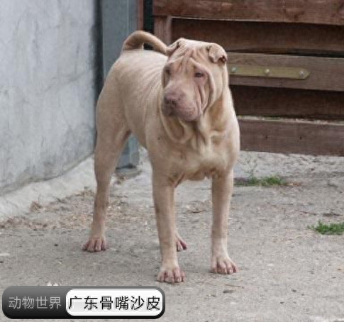 中国亟待拯救的本土犬种